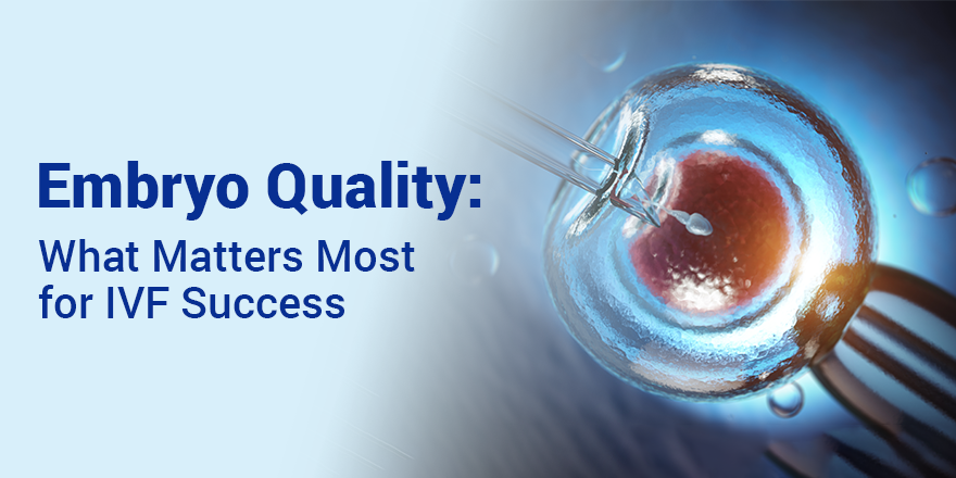 Embryo Quality: What Matters Most for IVF Success